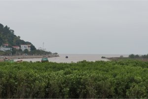 海岸沿いには住民が植林したマングローブが広がります