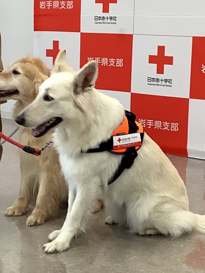 災害救助犬2頭が赤十字マーク入りのワッペンを付けて活動します 岩手県支部の最新トピックス 日本赤十字社 岩手県支部